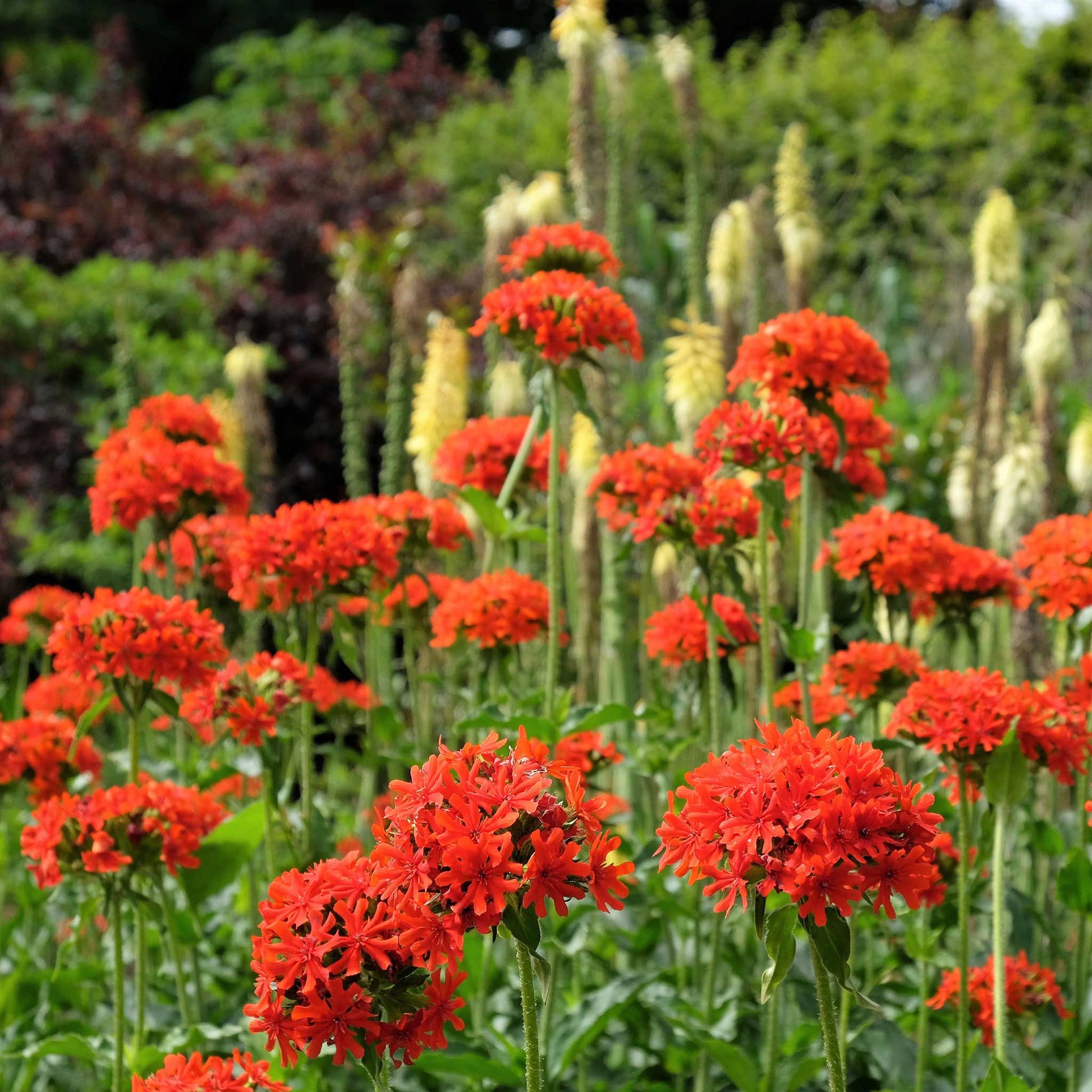 maltese cross flower seeds Bulk Maltese Cross Seeds 1 Ounce