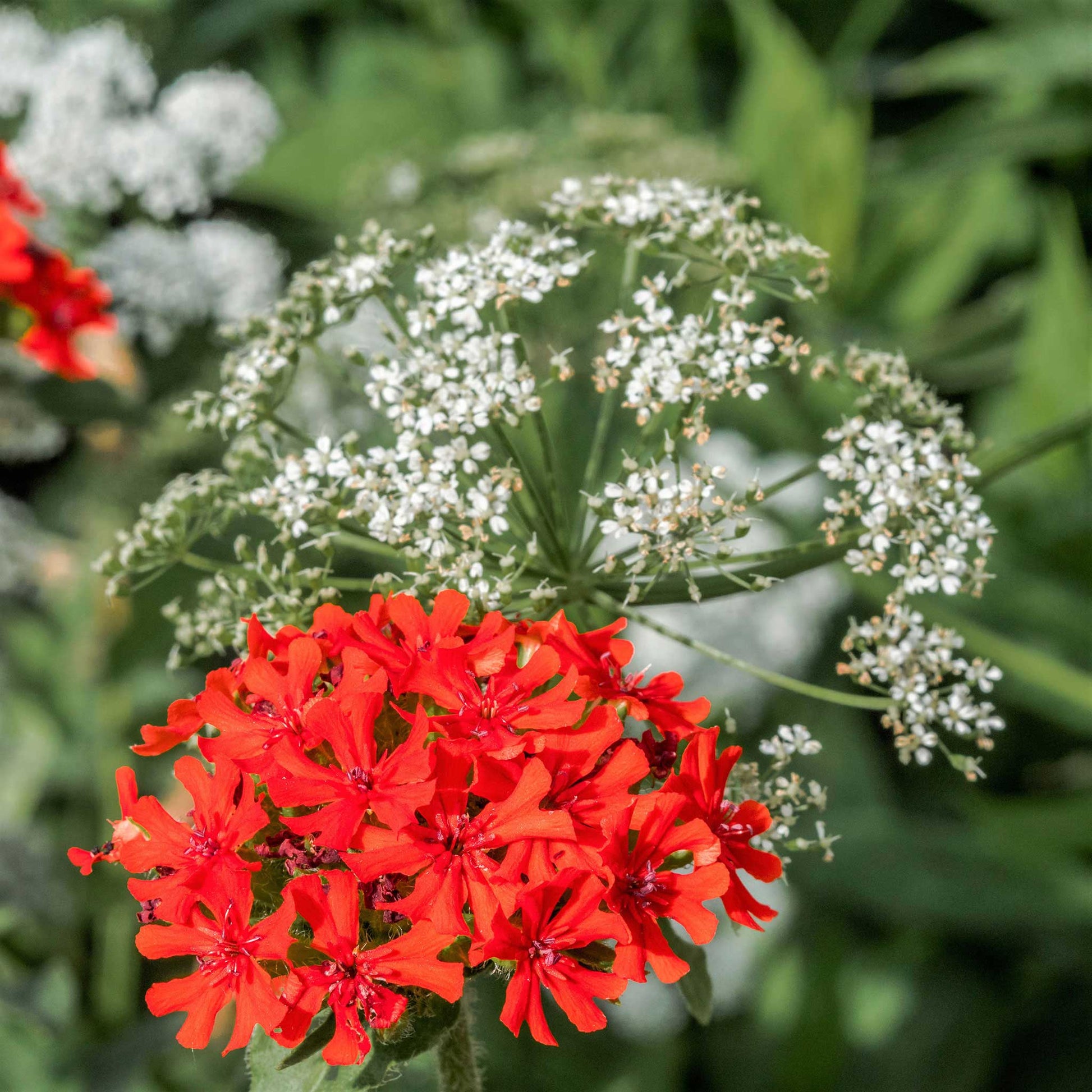 maltese cross flower seeds Bulk Maltese Cross Seeds 1 Ounce