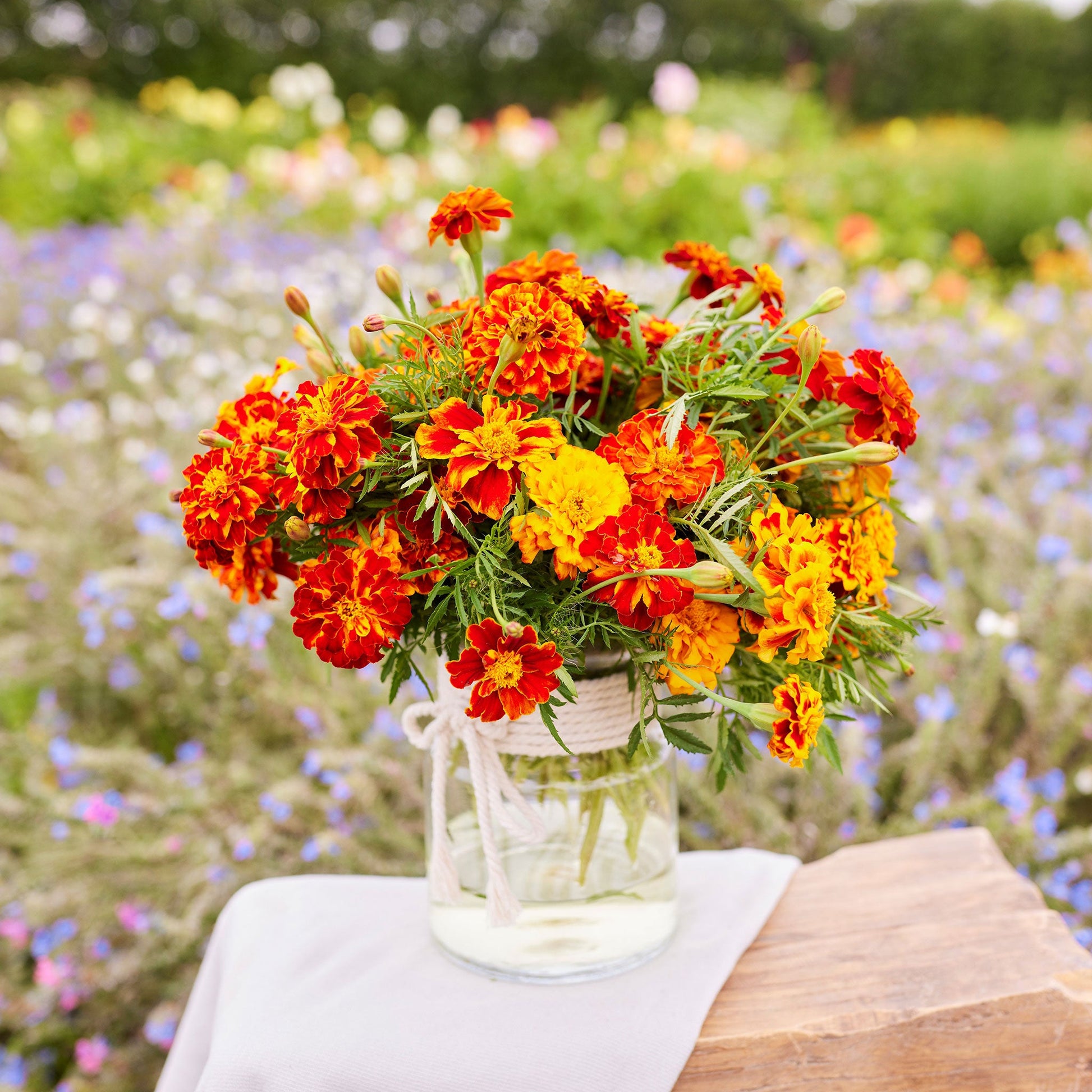 white marigold seeds in india Bulk French Marigold Seeds - Bonita Mix