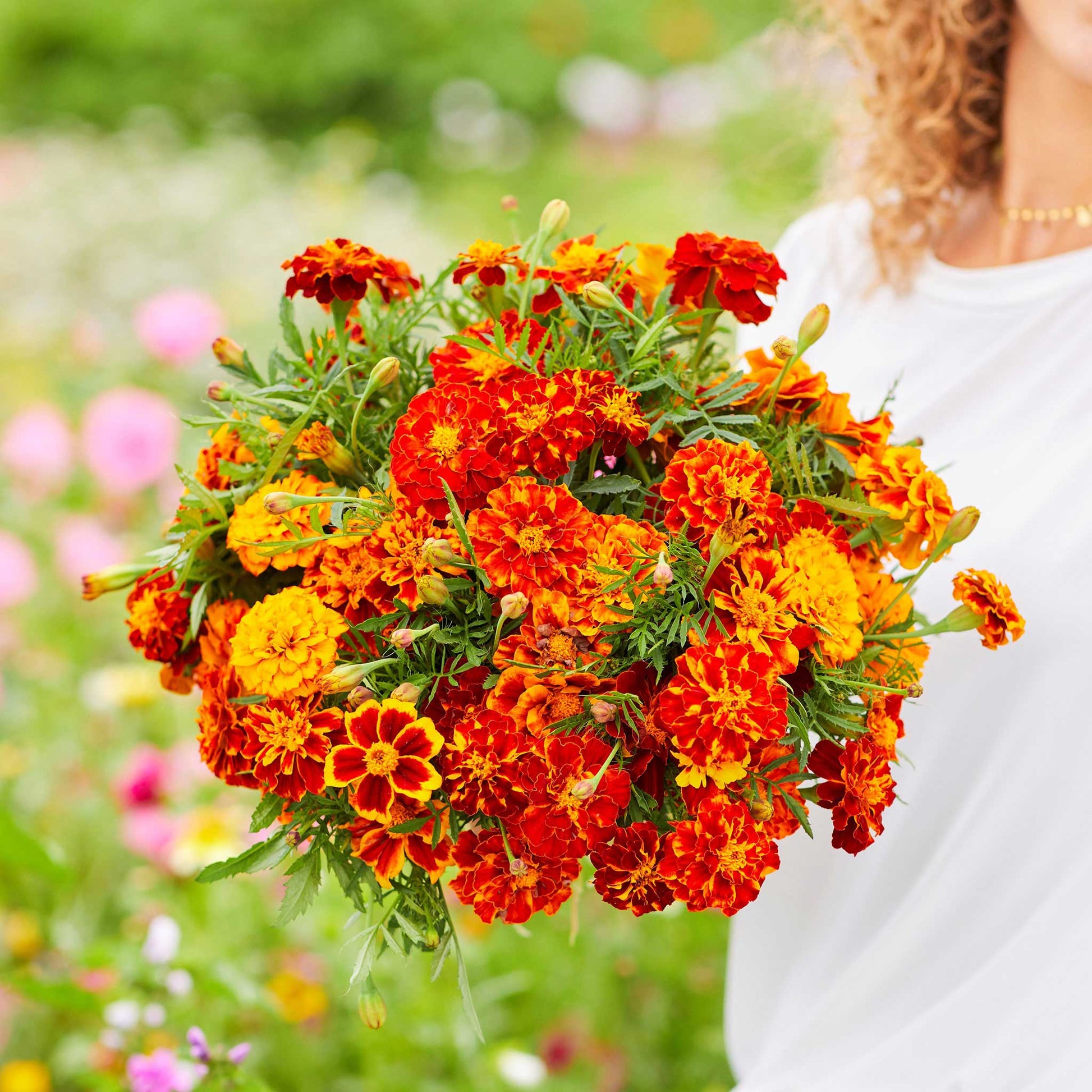 pink french marigold seeds Bulk French Marigold Seeds - Bonita Mix