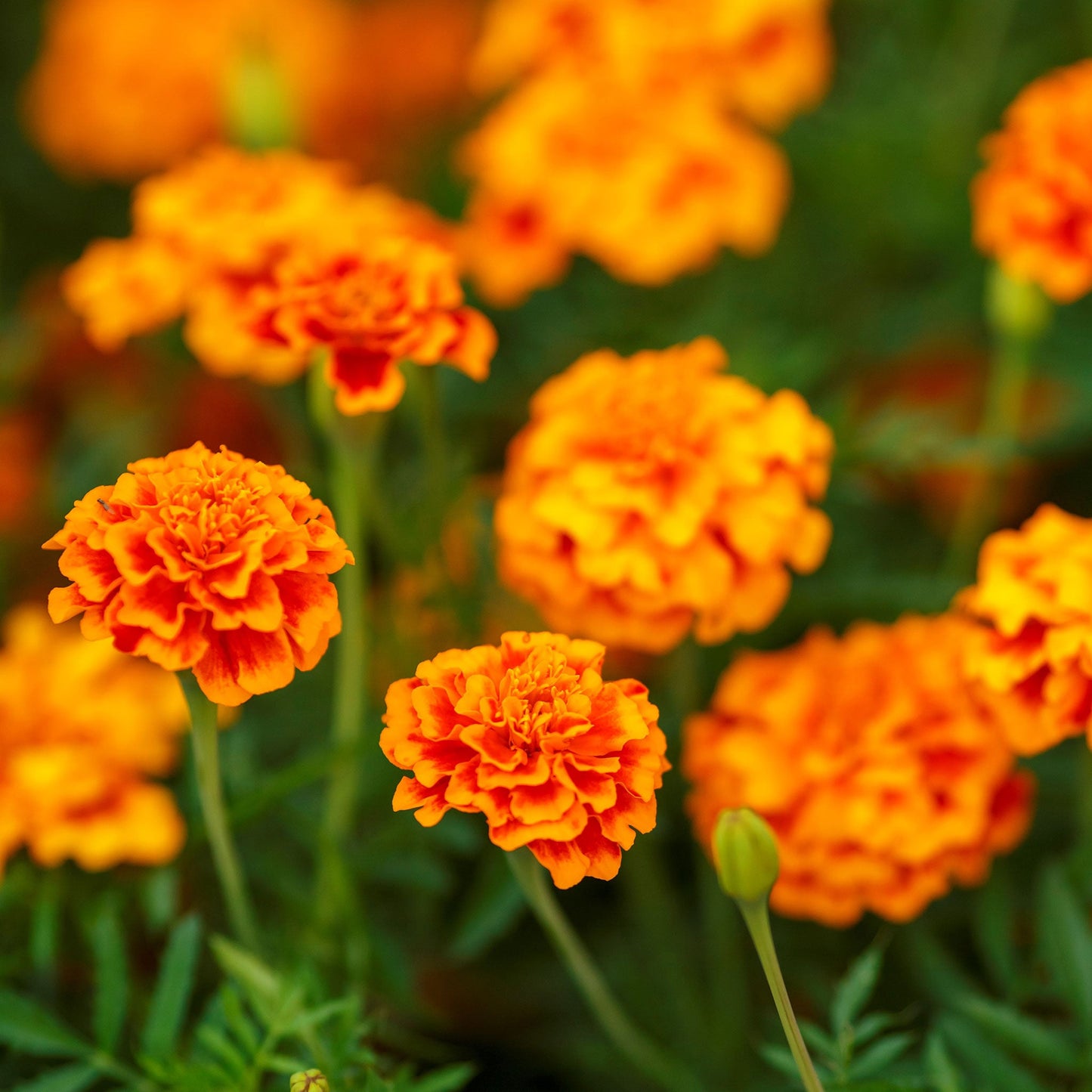 french marigold fiesta