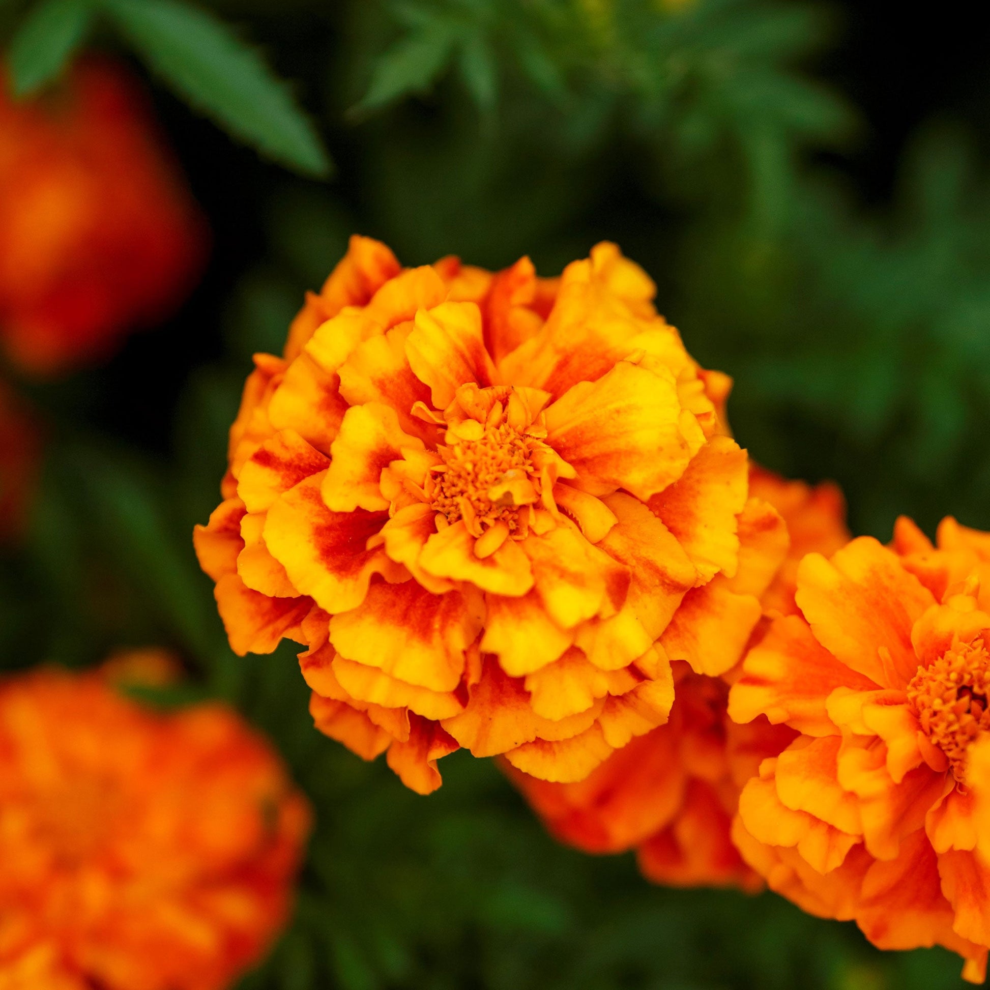 mexican marigold seeds Bulk French Marigold (Double) Seeds