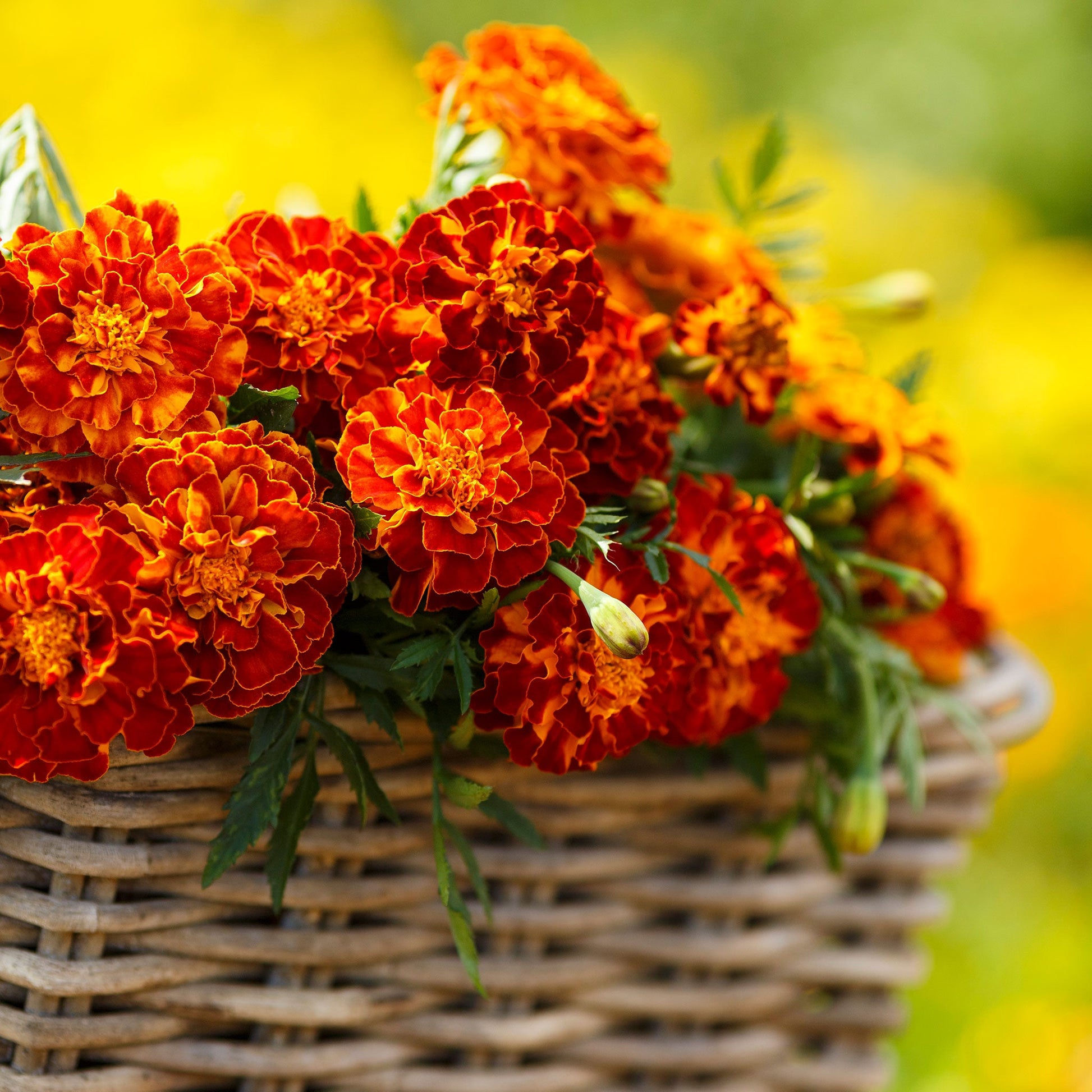 buy french marigold seeds Bulk French Marigold Seeds