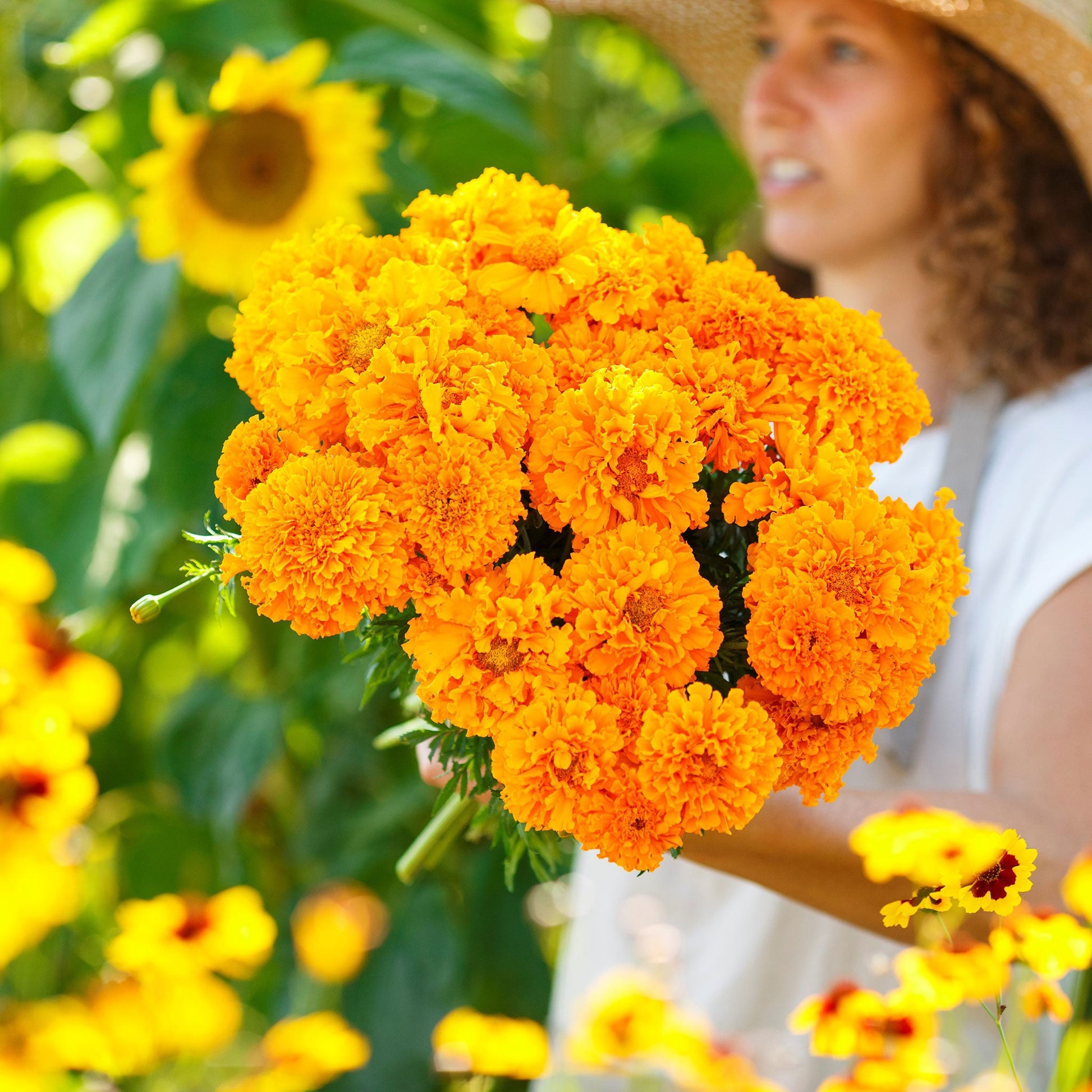 hawaii wildflower seeds Bulk African Marigold Seeds