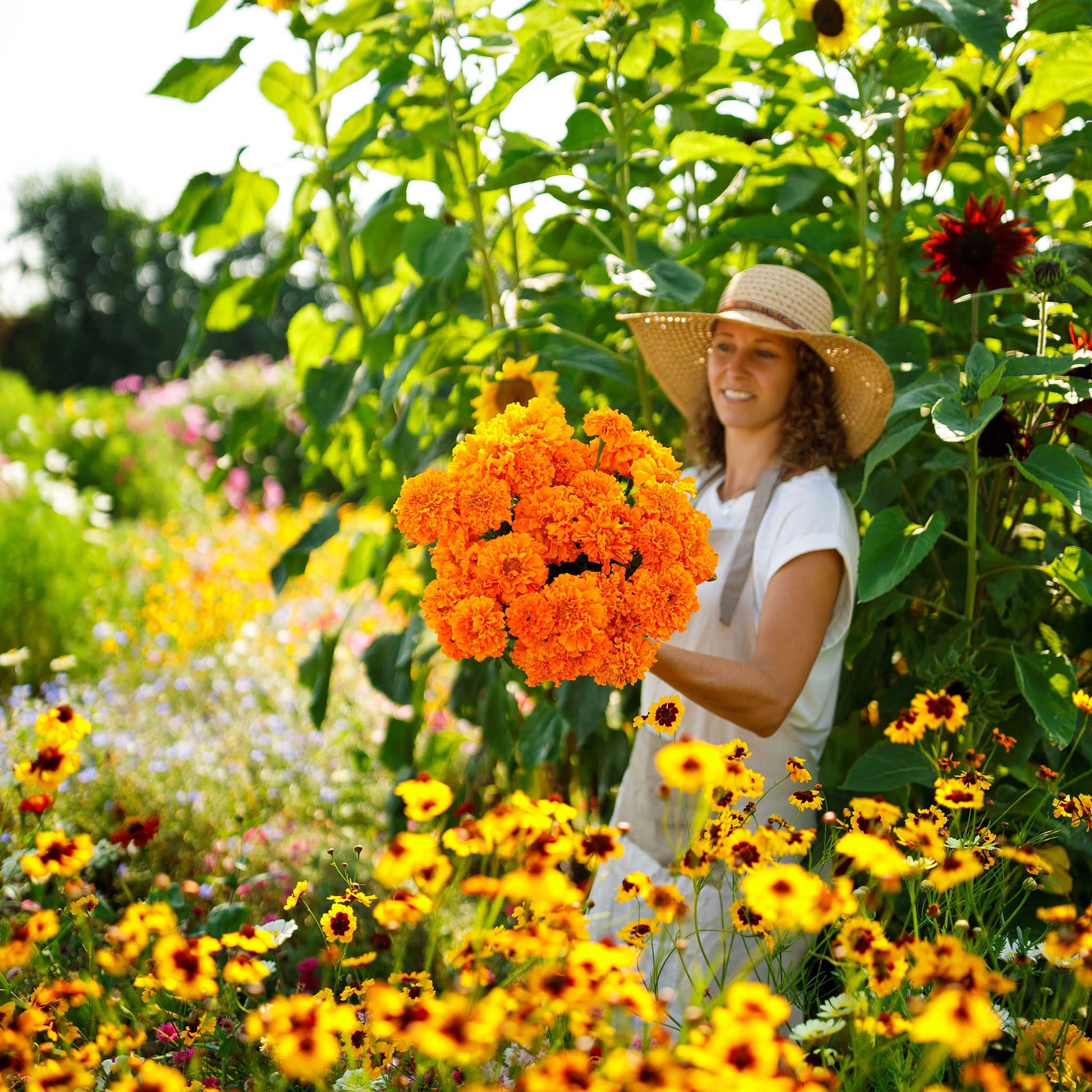 african marigold seeds for sale Bulk African Marigold Seeds