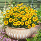 french marigold legion honor