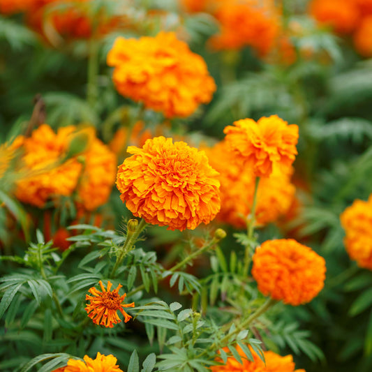 mandarin african marigold 