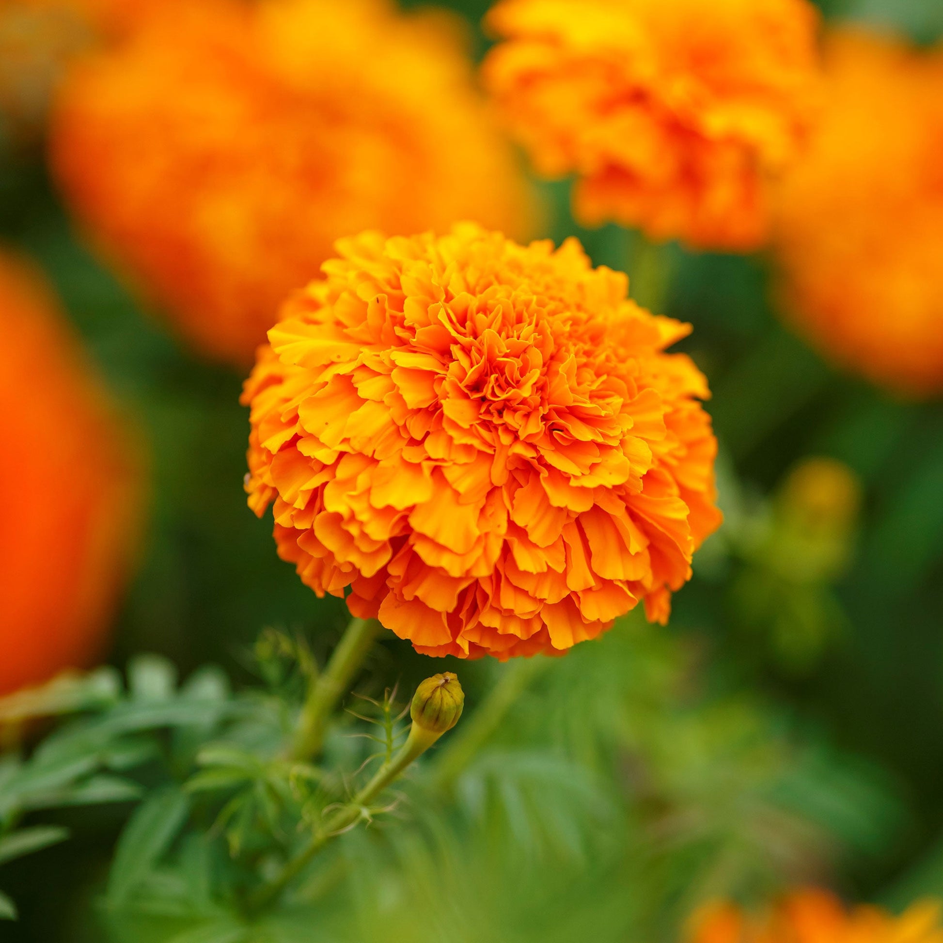large marigold seeds Bulk African Marigold Seeds - Mandarin