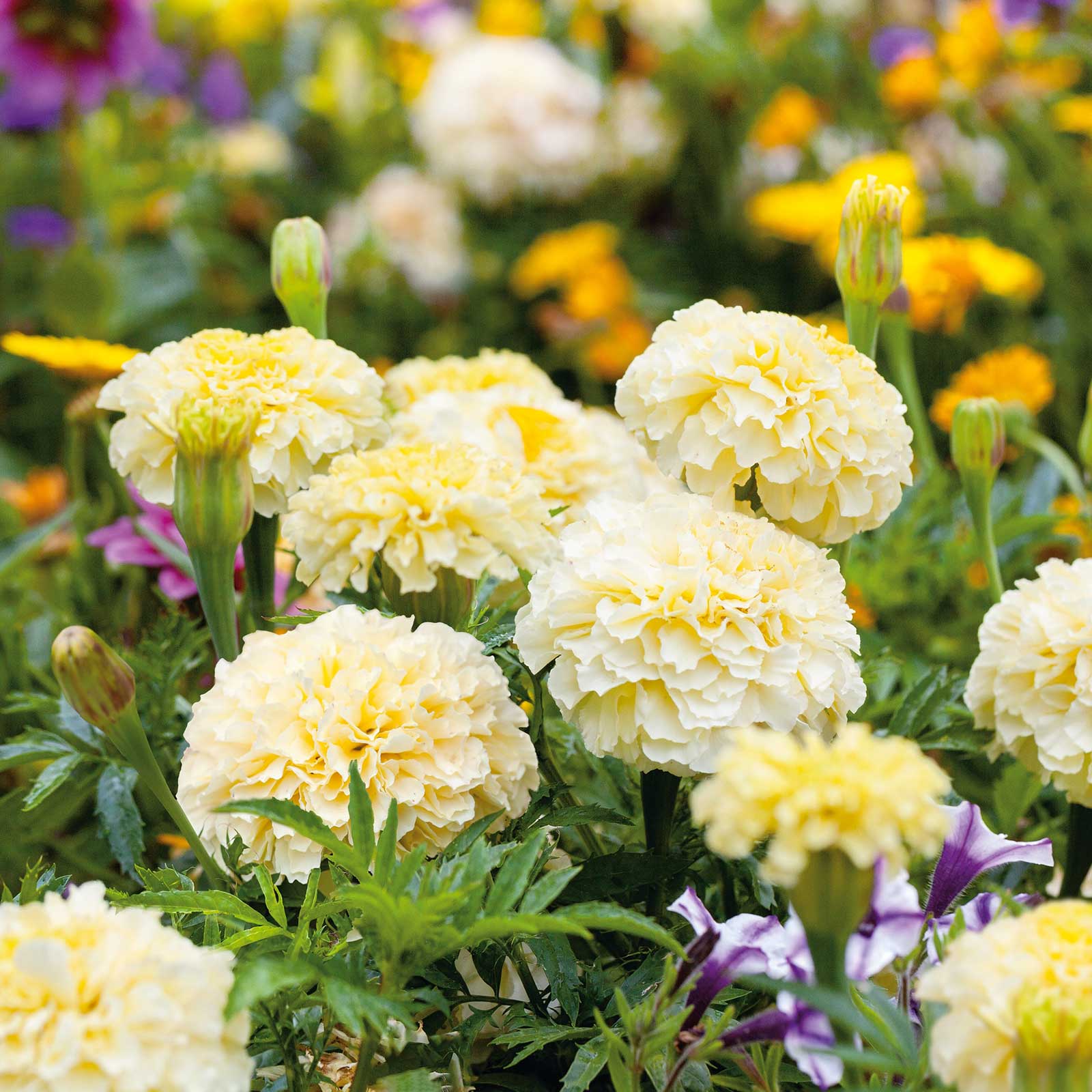 african marigold seeds for sale Bulk African Marigold Seeds
