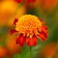 french marigold orange flame