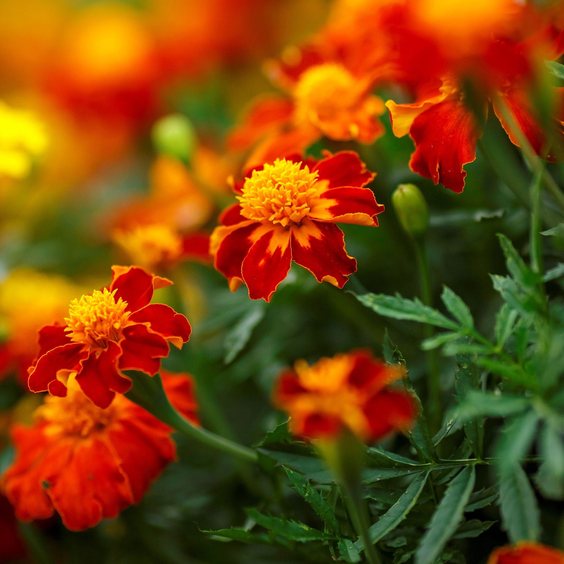 marigold seeds wholesale Bulk French Marigold Seeds (Dwarf Double)