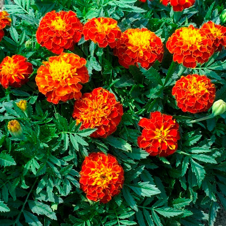 panther french marigold 