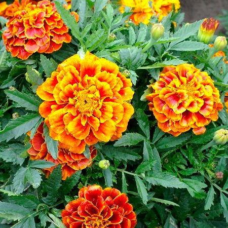 queen sophia french marigold 