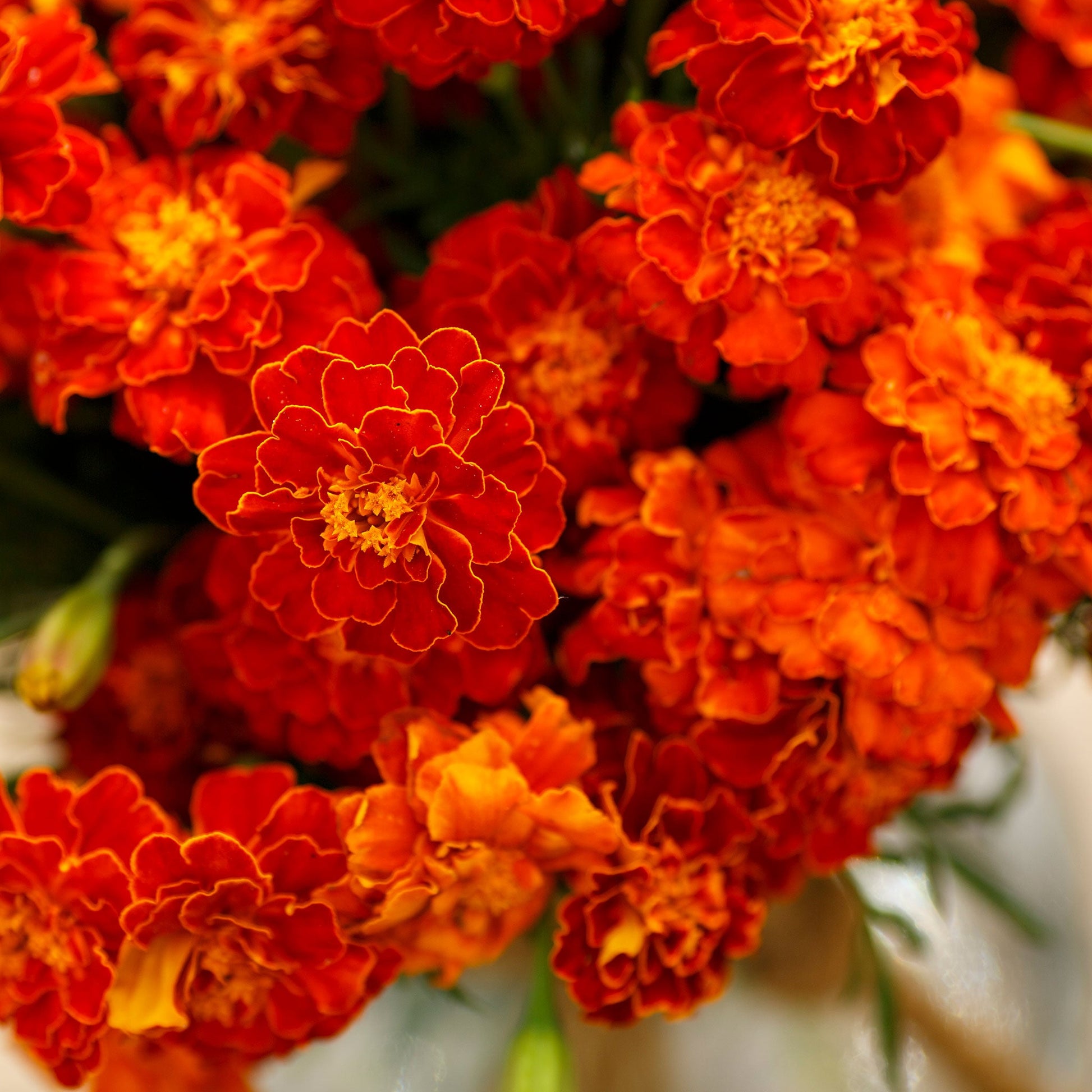 marigold varieties seeds Bulk French Marigold Seeds