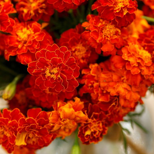 red Cherry french marigold 