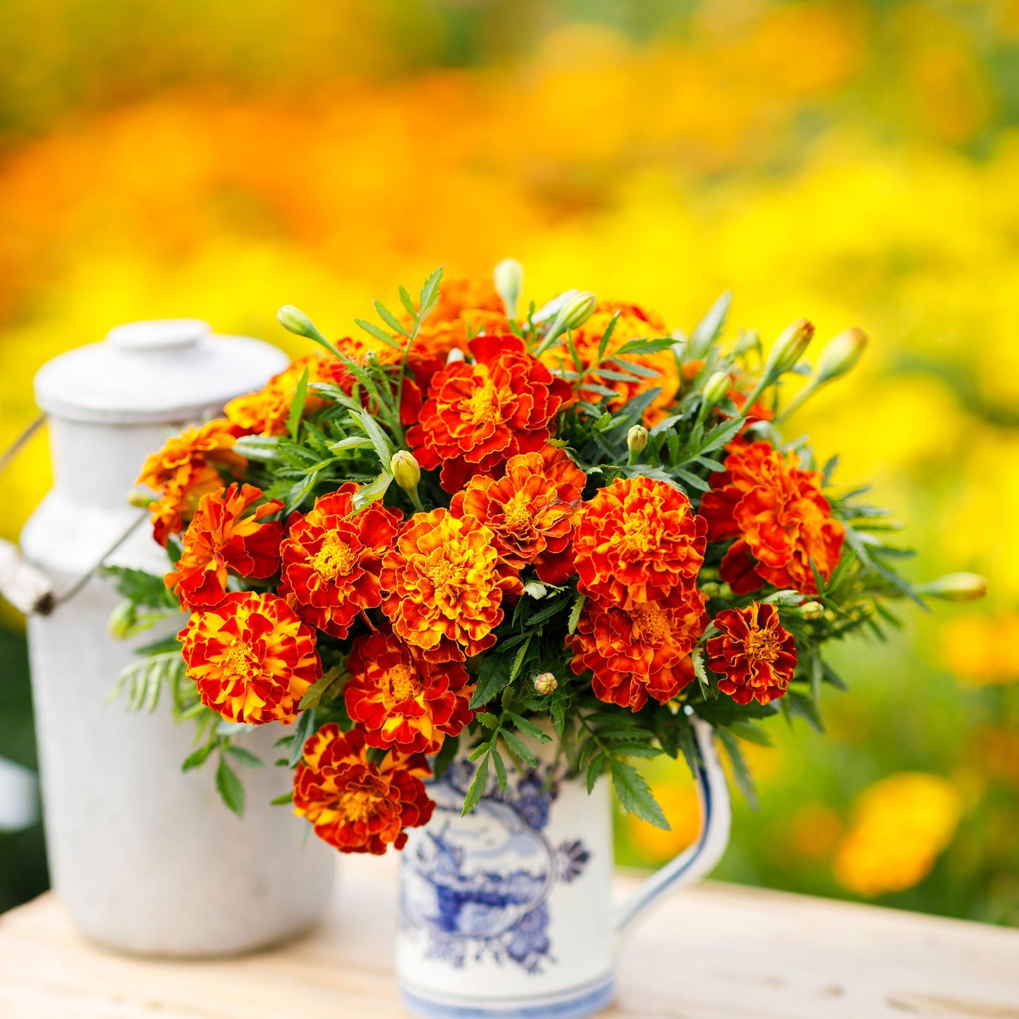 french marigold sparky