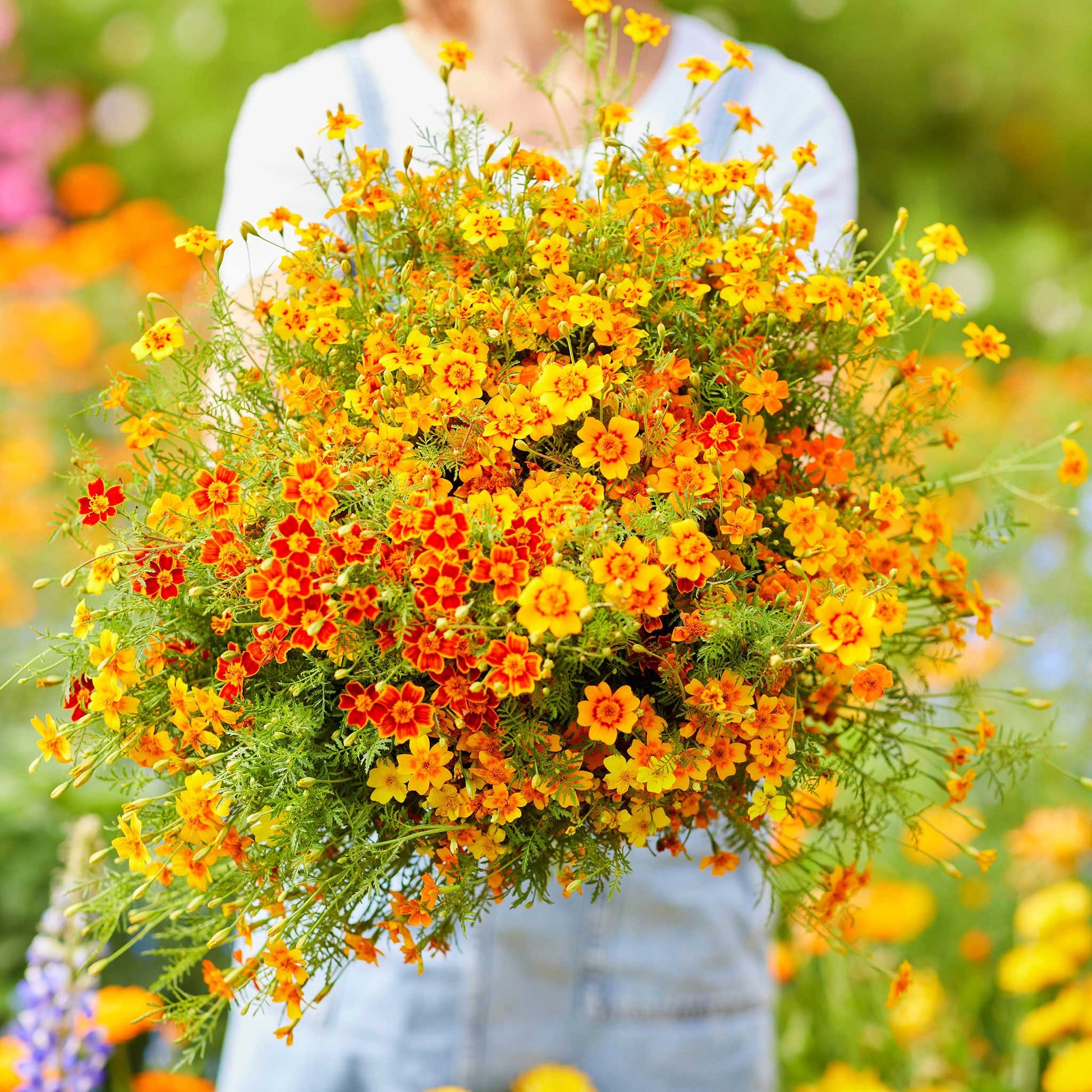 marigold starfire mix seeds Bulk Marigold Seeds