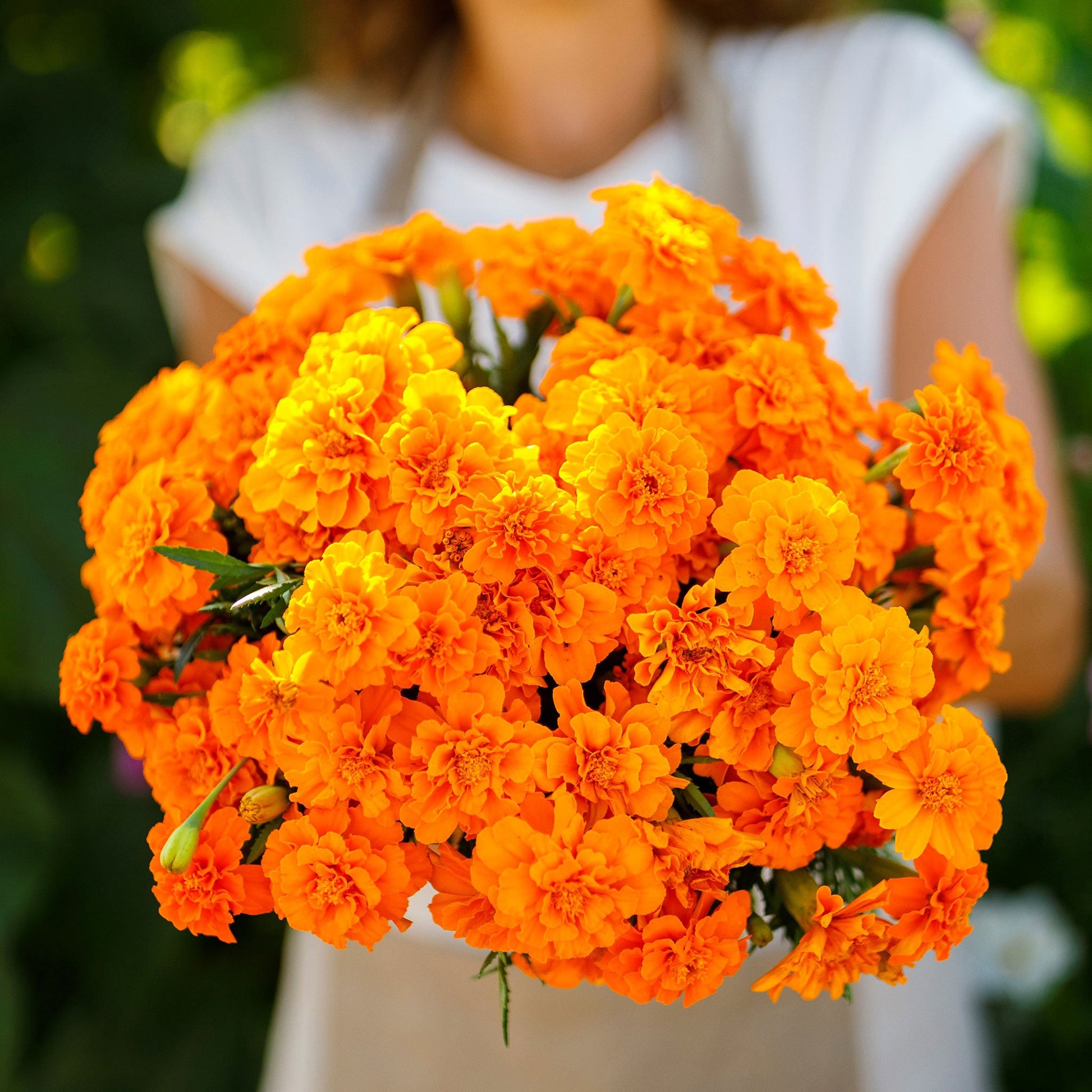 tangerine french marigold seeds Bulk French Marigold (Double) Seeds