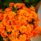 french marigold tangerine