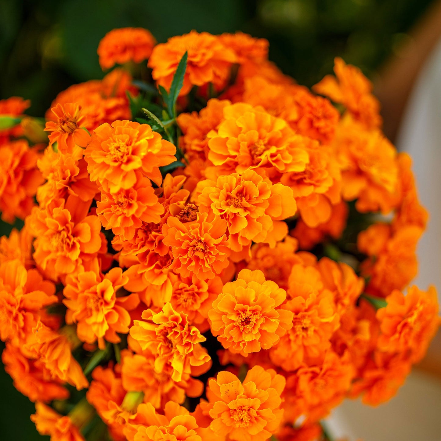 french marigold tangerine