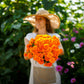 french marigold tangerine