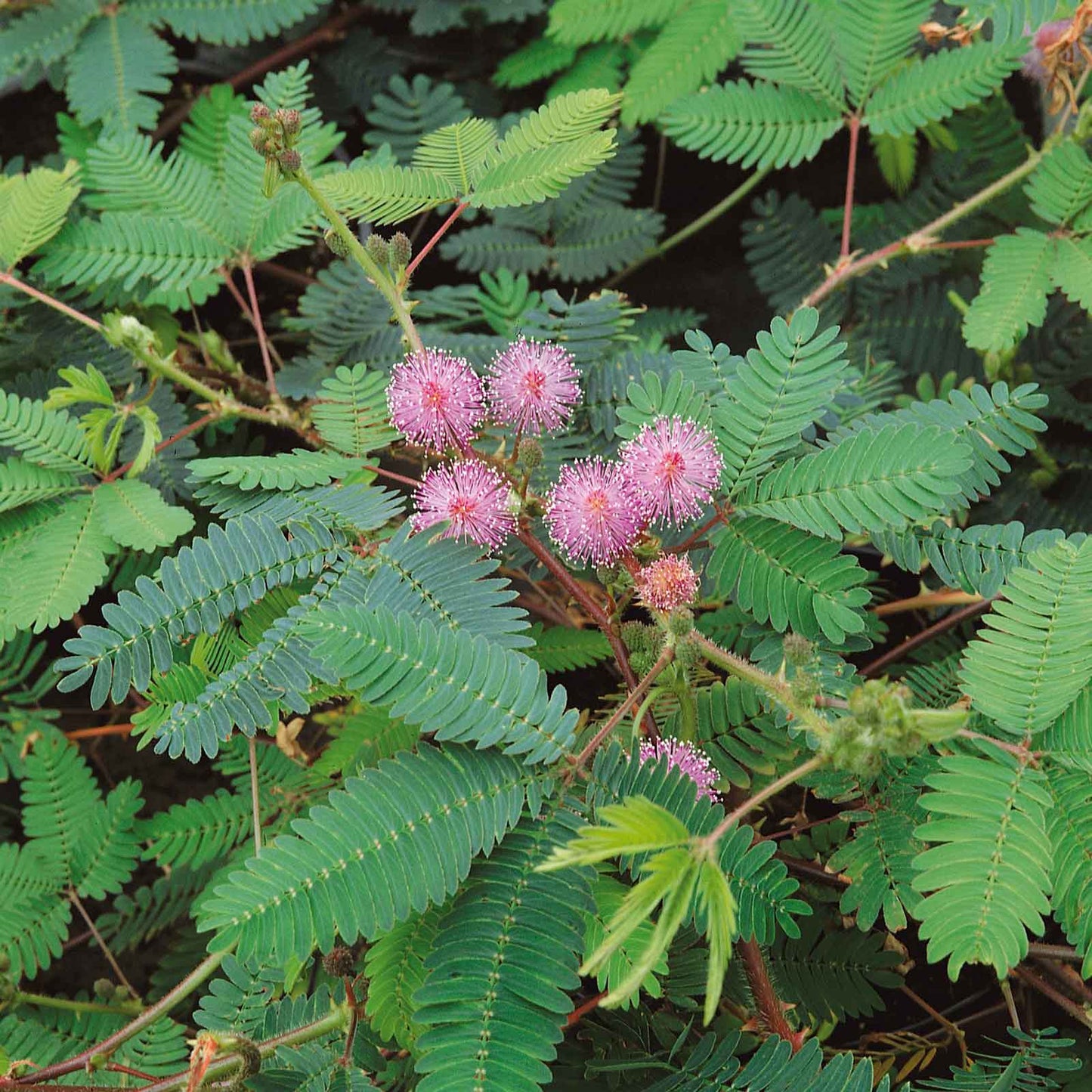 mimosa sensitive plant