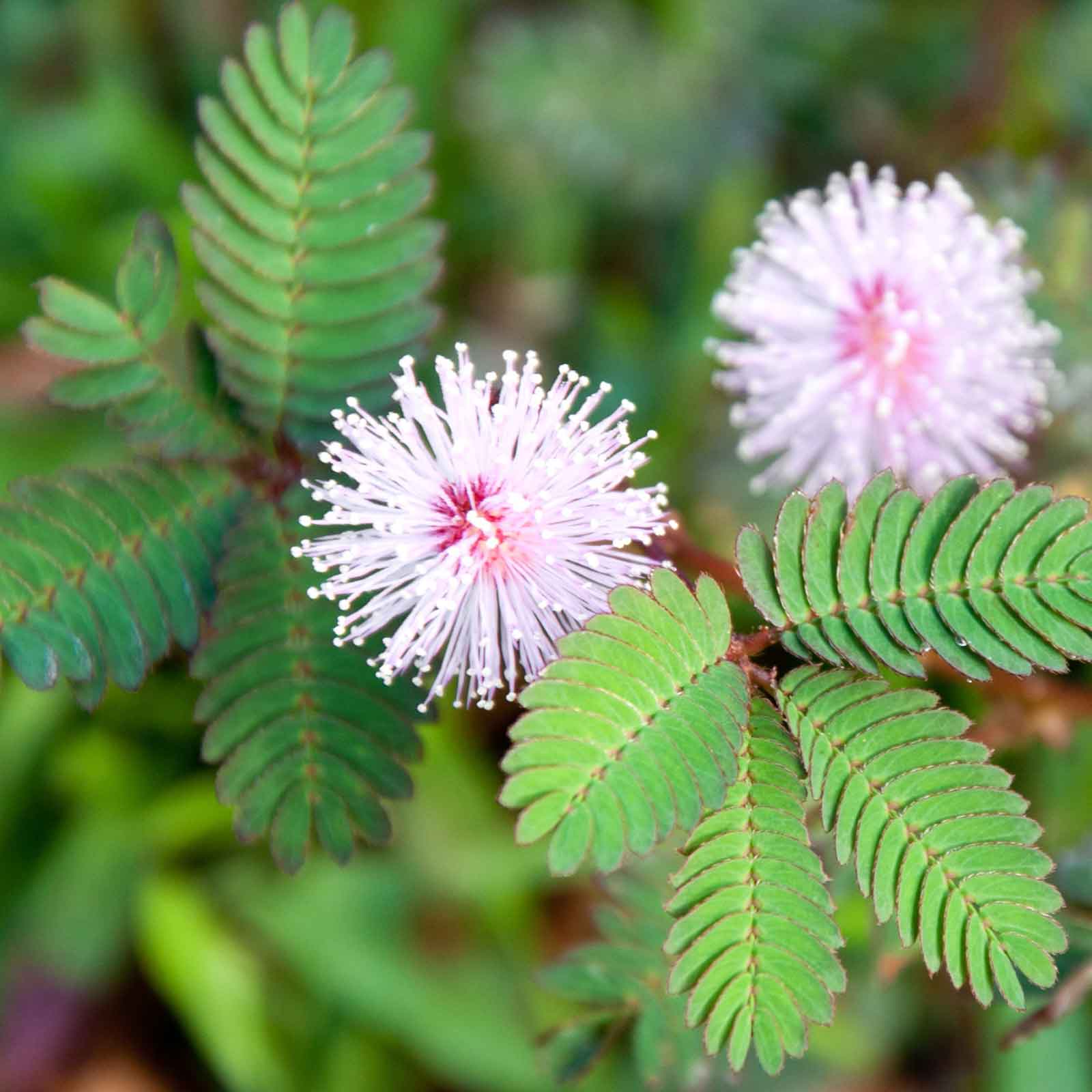 mimosa plant seed dispersal Mimosa Seeds - Sensitive Plant | Flower Seeds