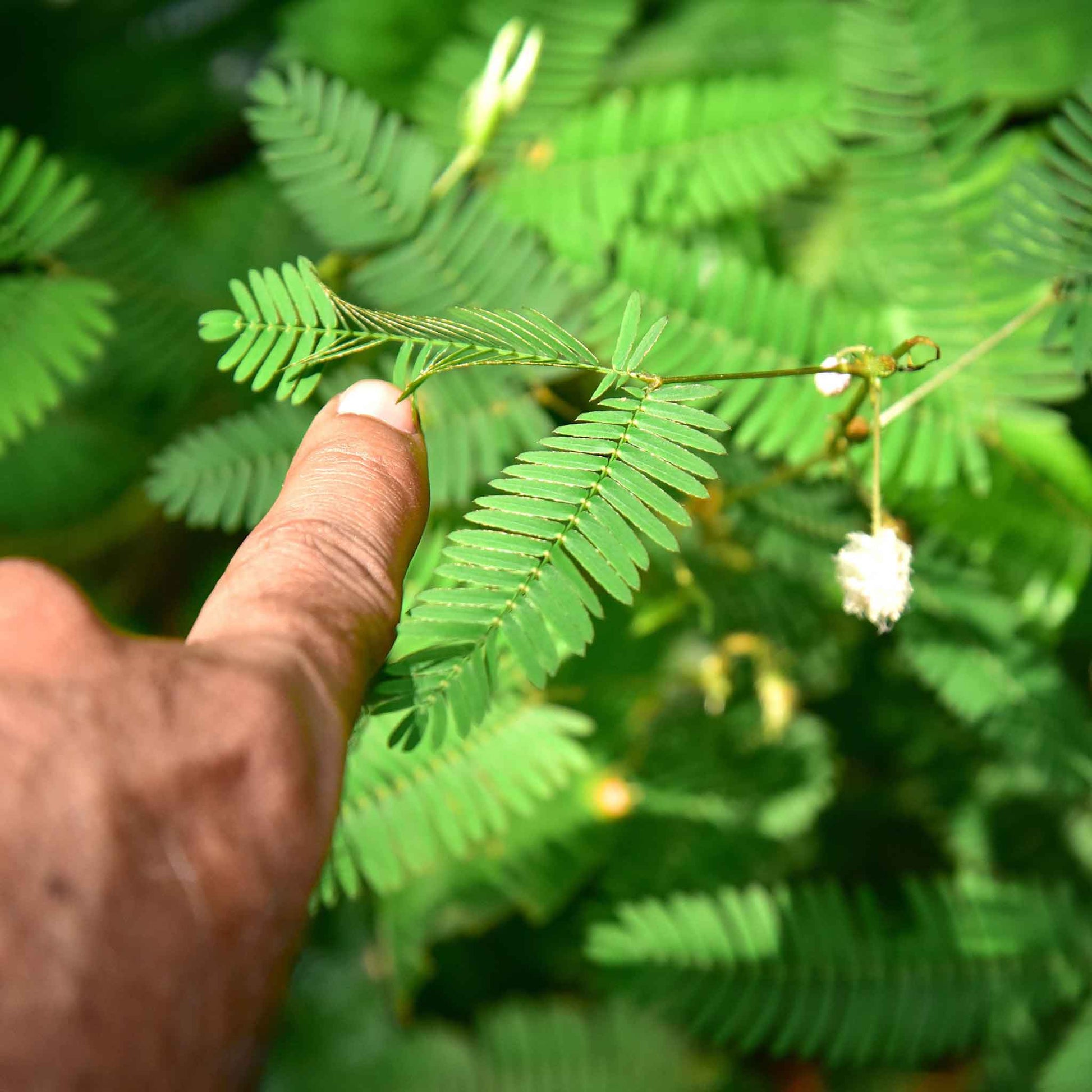 sensitive plant seed pods Mimosa Seeds - Sensitive Plant | Flower Seeds