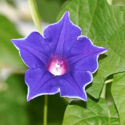 blue picotee morning glory 