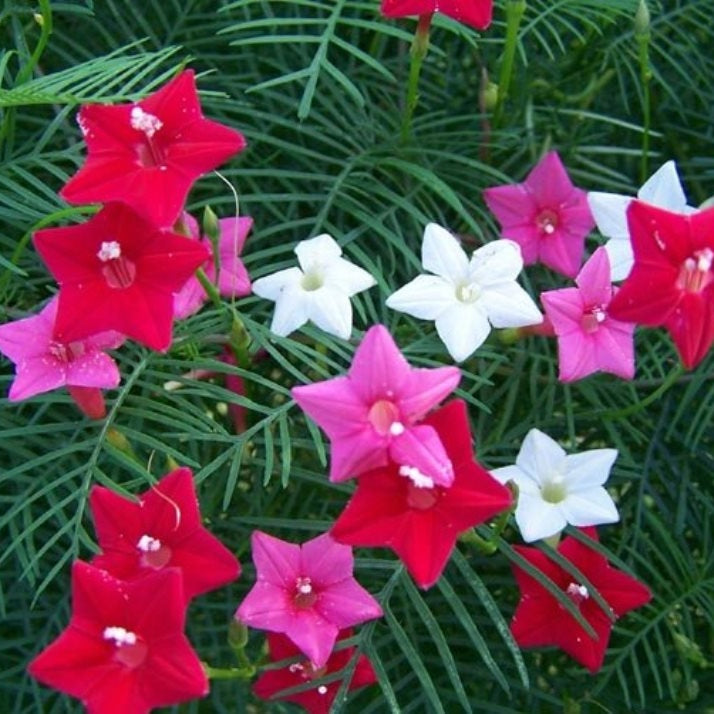 cypress vine mix morning glory 