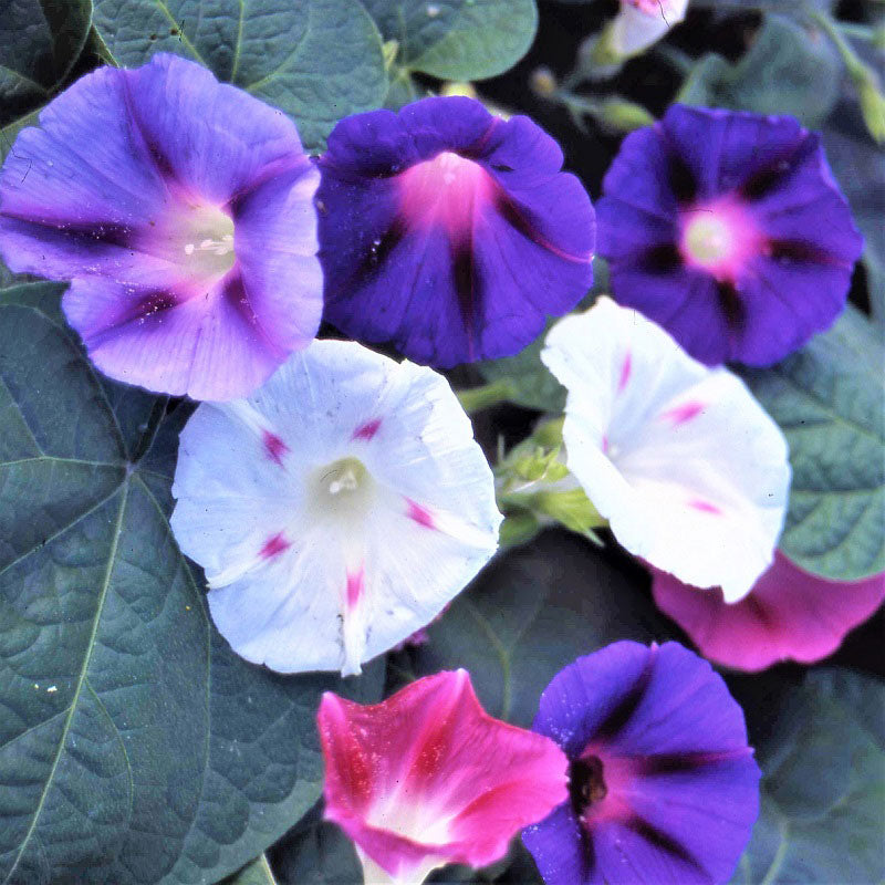 fieldgrown mix morning glory 