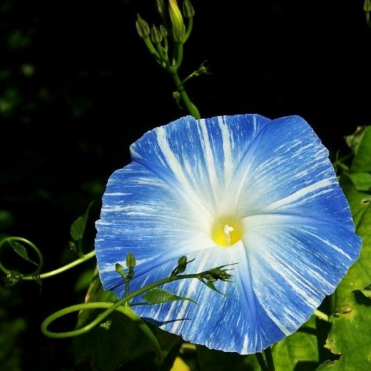 morning glory flying saucers 