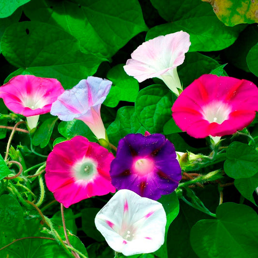 morning glory imperial mix