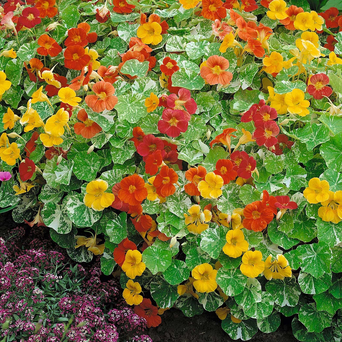 nasturtium alaska mix