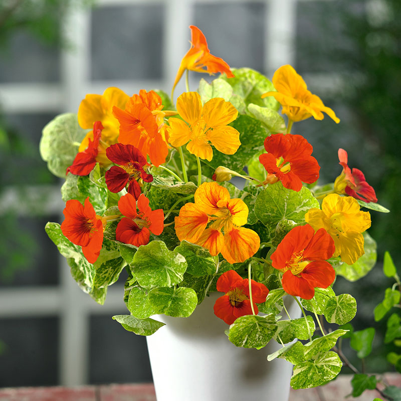 nasturtium alaska mix