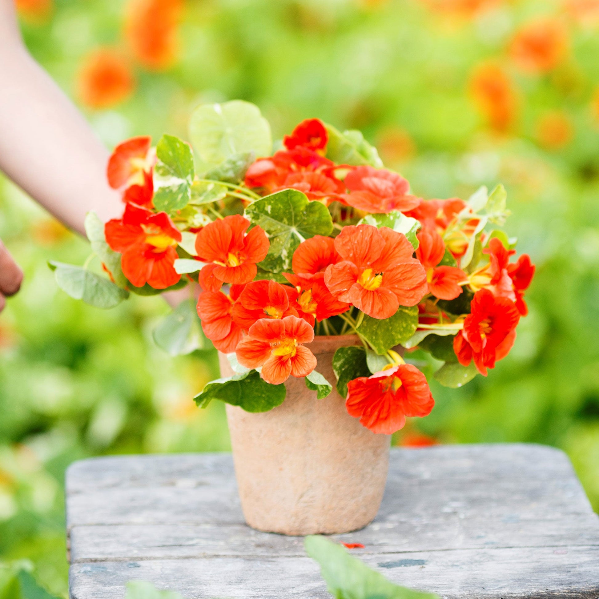edible flower nasturtium seeds Bulk Nasturtium Seeds