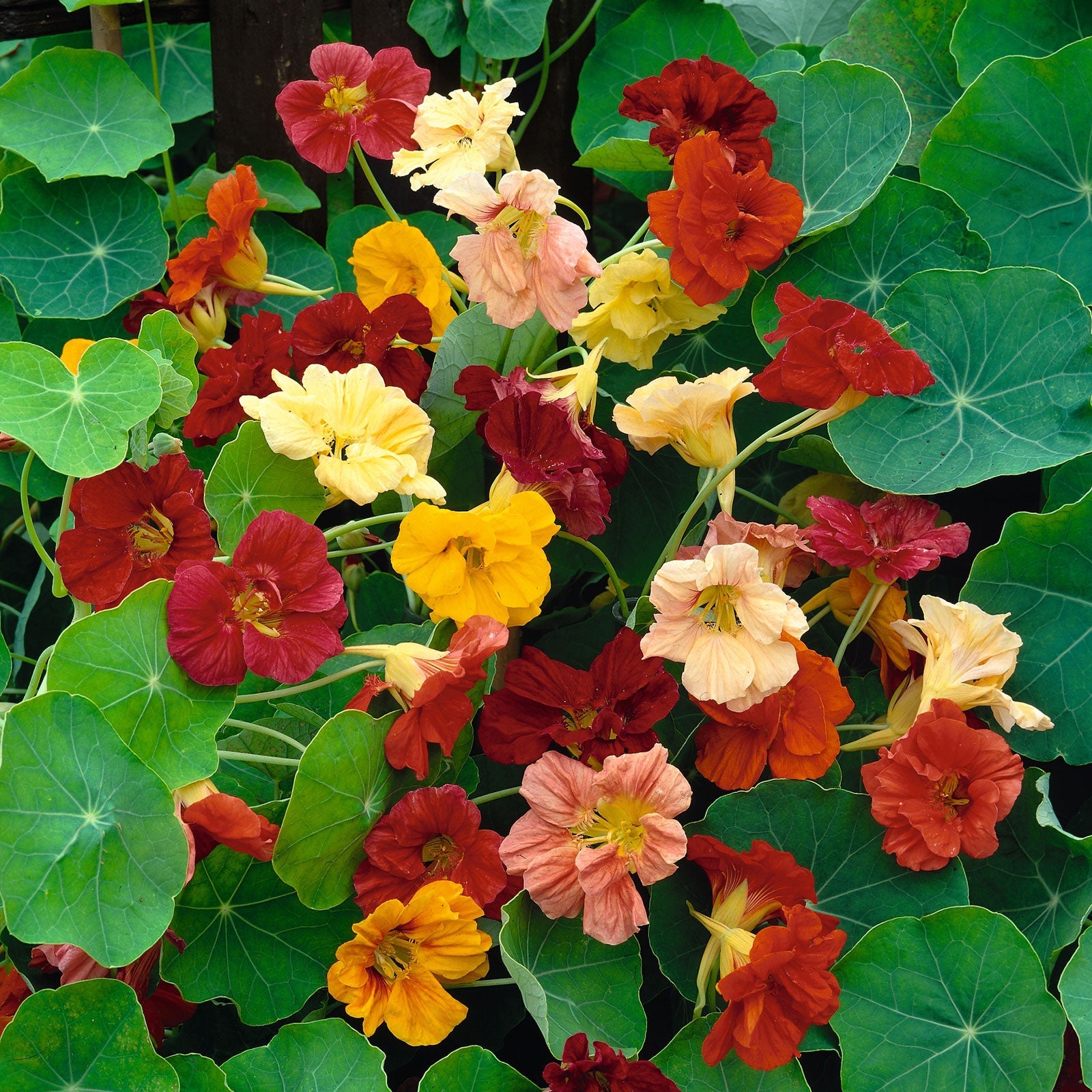 When to plant nasturtium seeds – for a show of hot colors