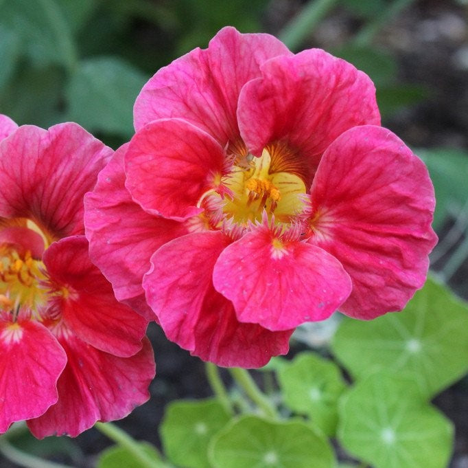 nasturtium jewel cherry rose