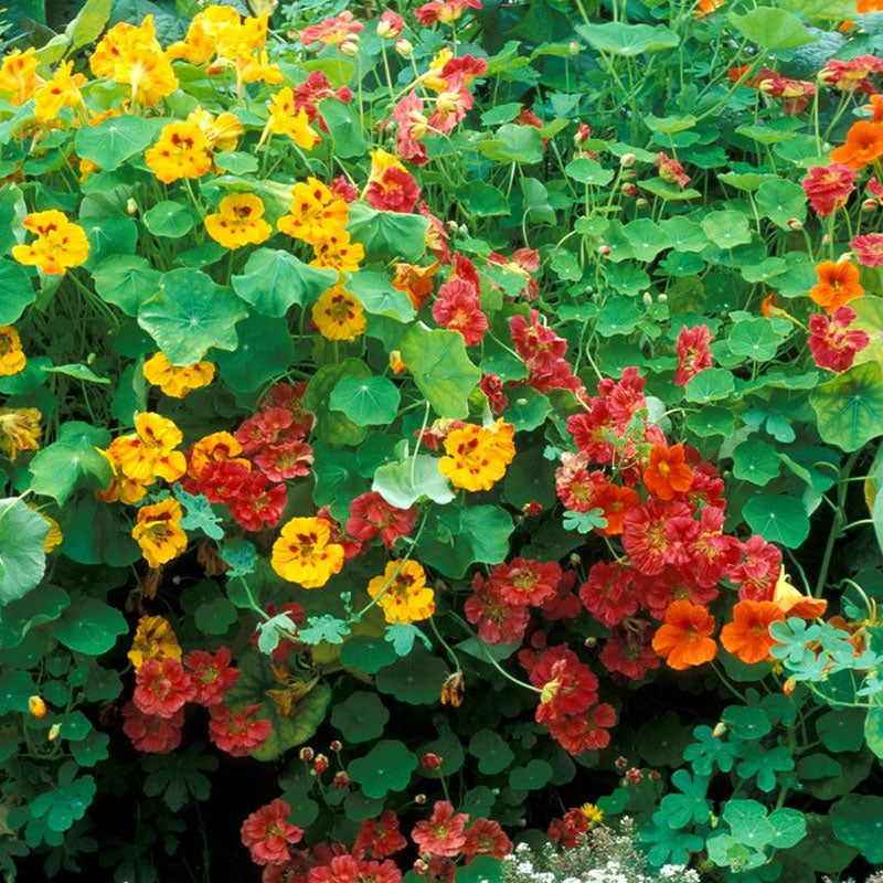 dwarf nasturtium 