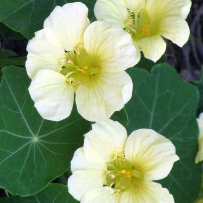 nasturtium moonlight