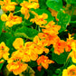 nasturtium orange gleam