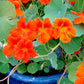 nasturtium spitfire