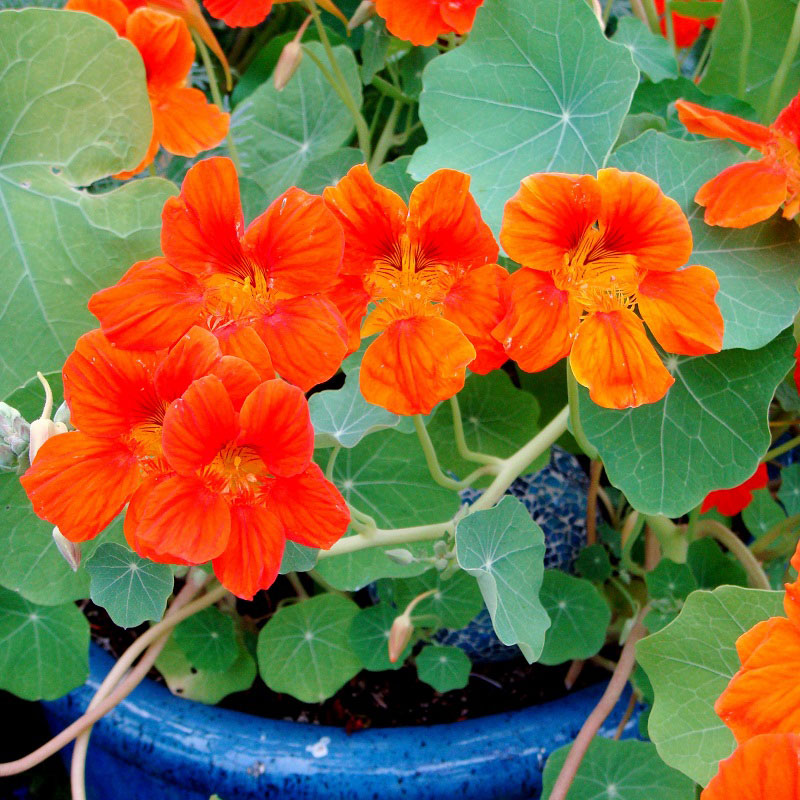 nasturtium spitfire