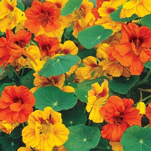 nasturtium tomthumb