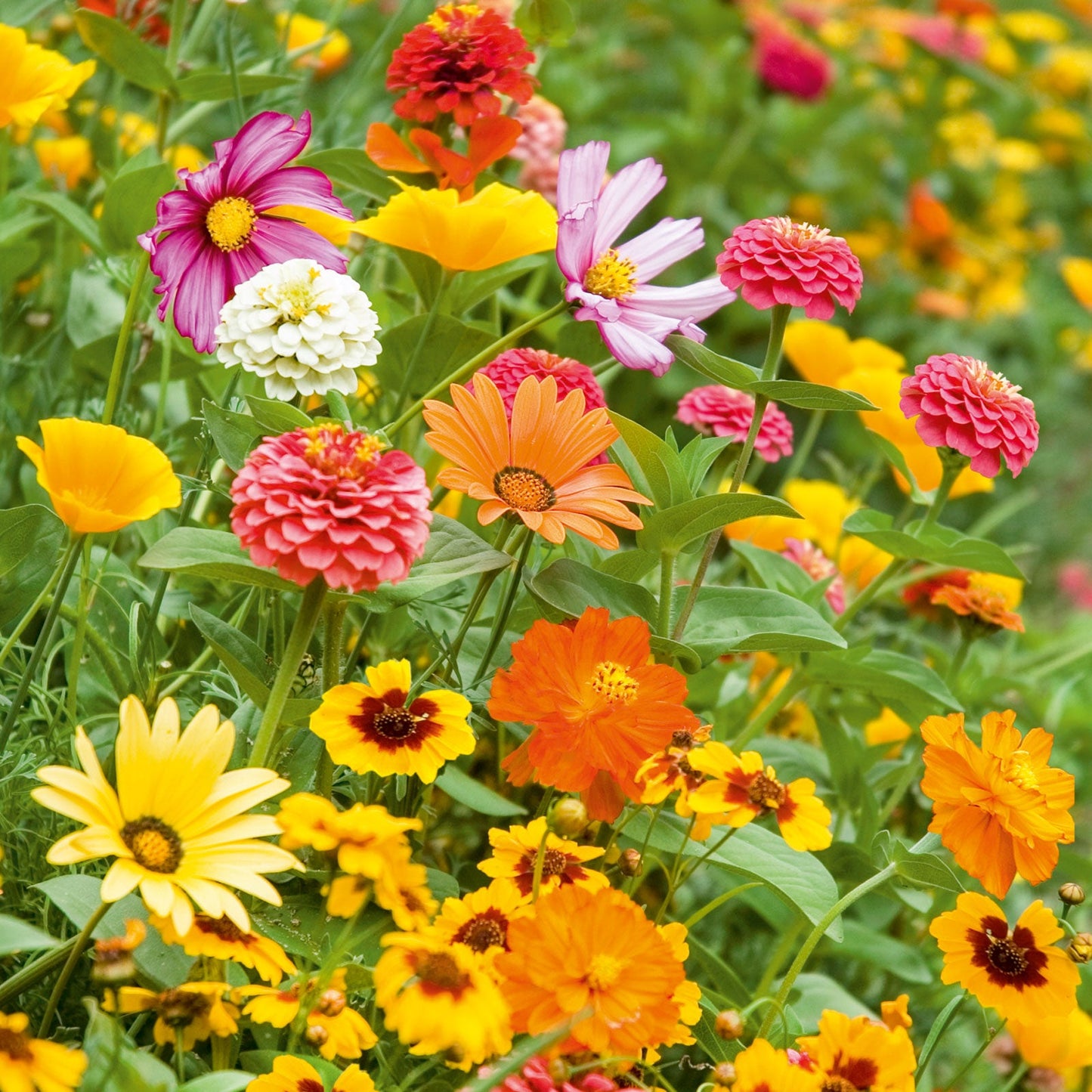 orange sherbet flower seed mix