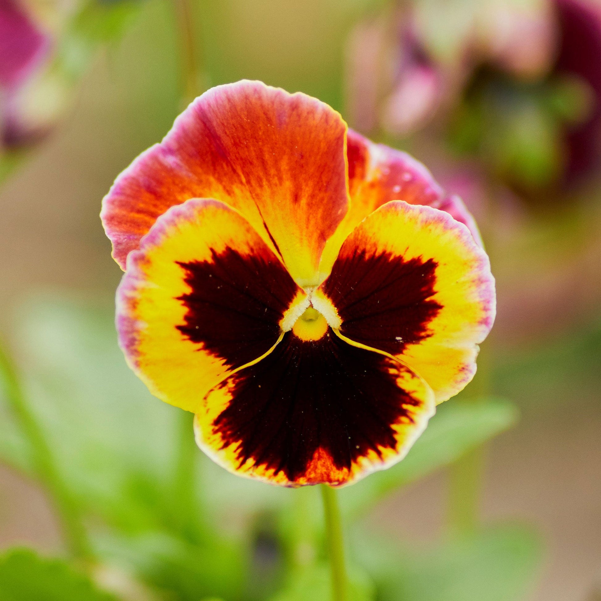 plant pansy seeds Bulk Pansy Seeds