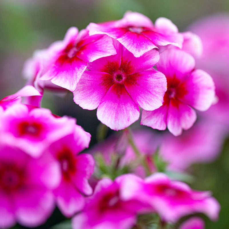 brilliant phlox 