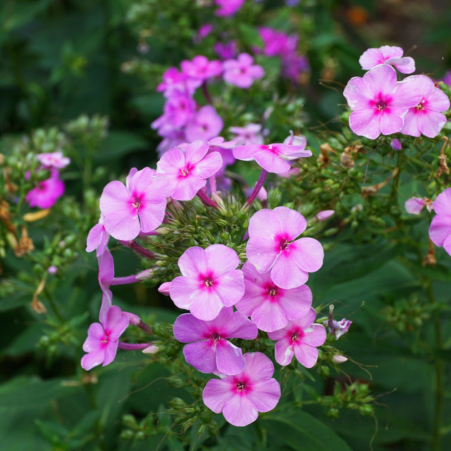 brilliant phlox 