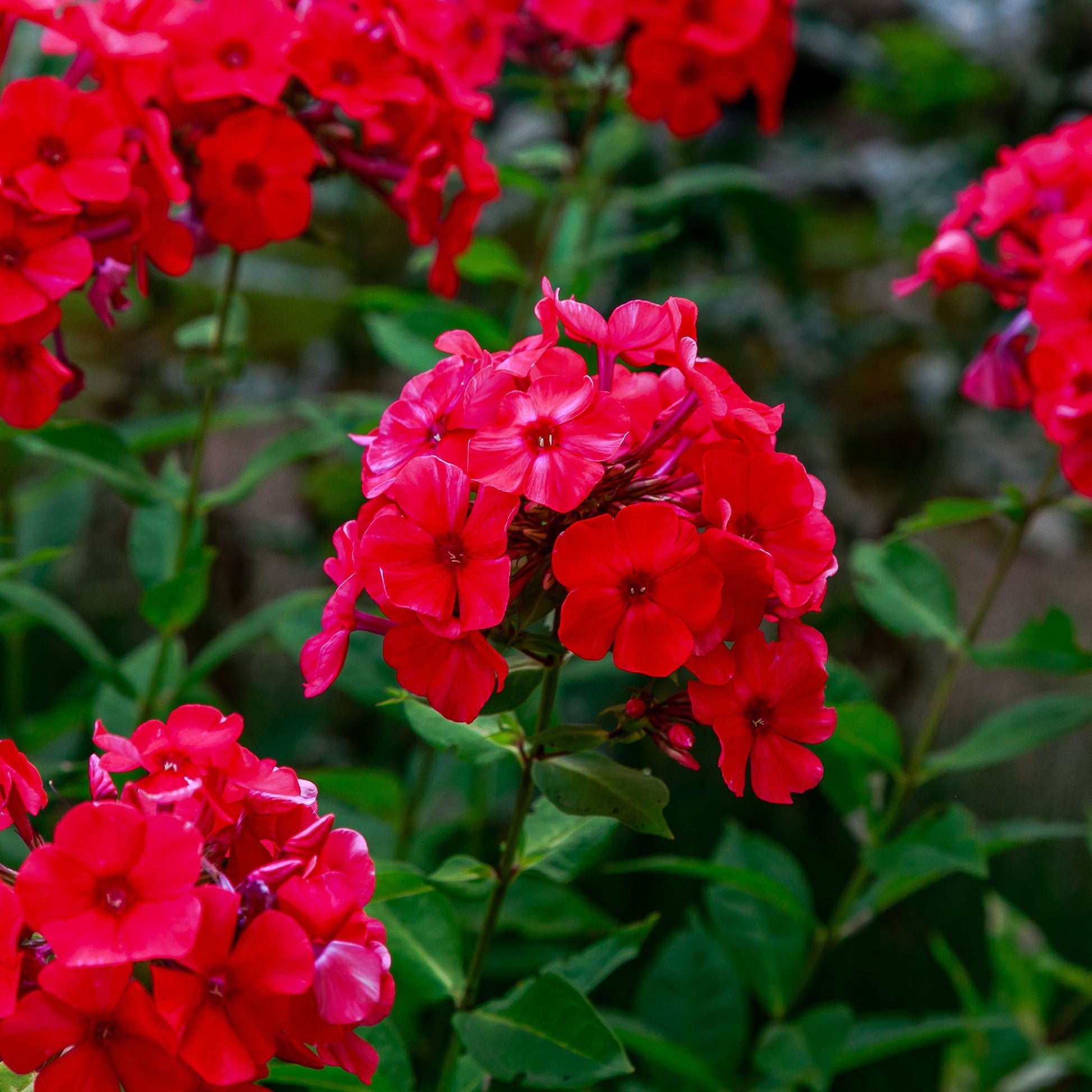 phlox seeds from plant Bulk Annual Phlox Seeds