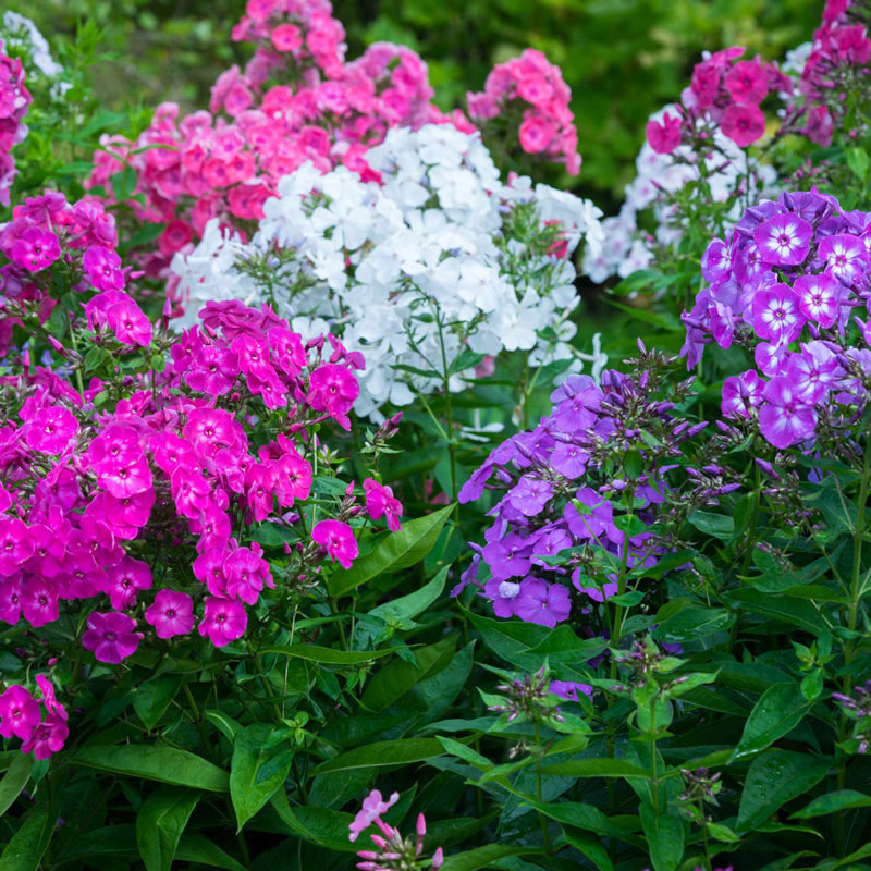 mixed annual phlox 